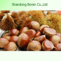 Organic Fresh Chestnut Chinese Fresh Chestnut